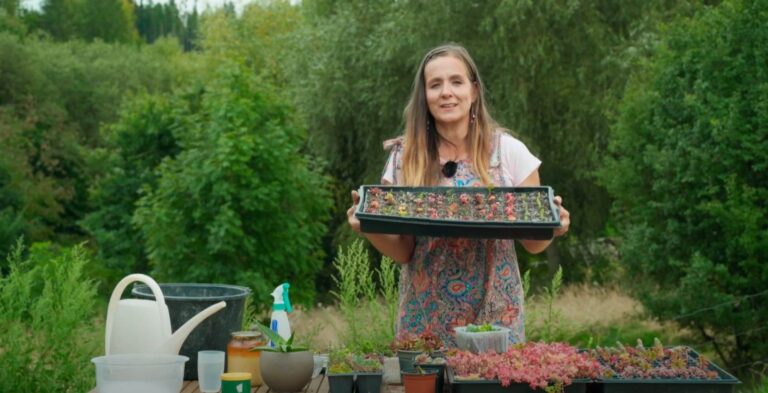 Zahradnice po ruce a ovocné kůže, divoký kout a řízkování sukulentů